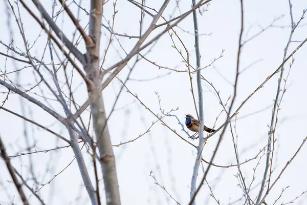 Bluethroat Luscinia Svecica Malý Kolemjdoucí Pták Větvi Stromu Stock Snímky