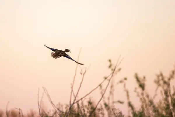 Pato Selvagem Voando Contra Céu Rosa Noite Fotos De Bancos De Imagens