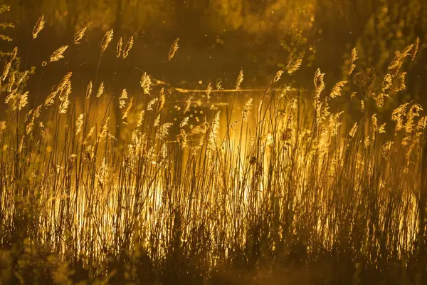 Sazlığın Arkasındaki Göl Altın Güneş Işığıyla Aydınlandı Stok Resim