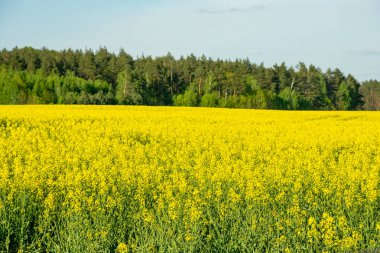 Sarı kolza tohumu tarlasının arkasındaki orman hattı.