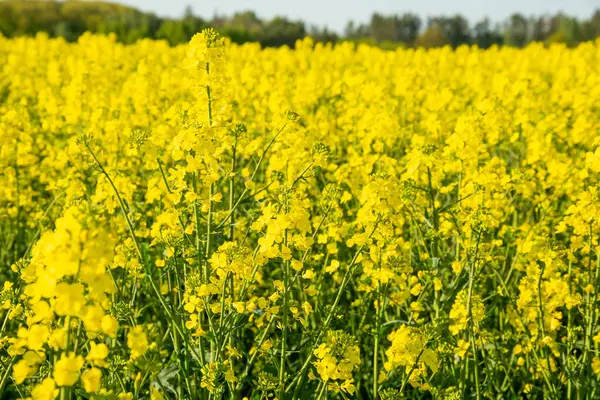 Parlak Sarı Çiçek Açan Kolza Tohumu Tarlası Telifsiz Stok Imajlar