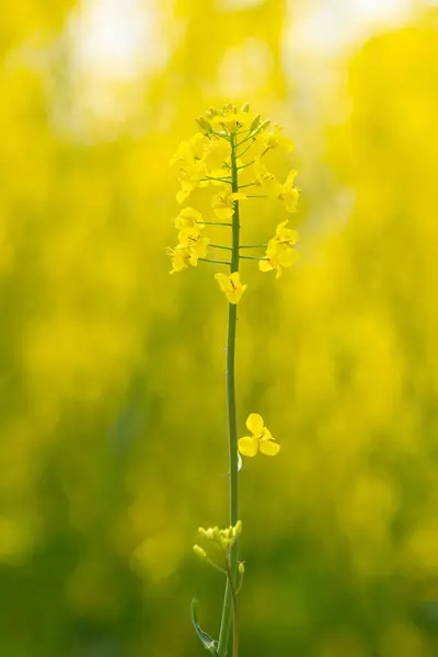 黄色い咲く強姦されたフィールド 黄色の背景にある別の植物 ストック写真