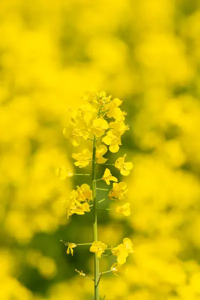 Sárga Virágzó Repcemagmező Egy Külön Növény Sárga Alapon Stock Fotó