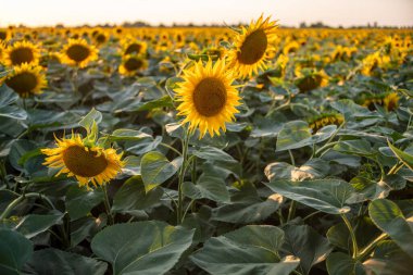 Çiçeklerin açtığı güzel ayçiçeği tarlası