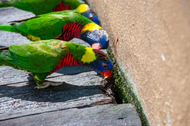 curious colorful trichoglossus or lorikeets are looking for something under deck clipart