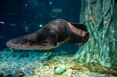 Arapaima gigas, Arapaima ya da büyük akvaryumdaki pirarucu olarak da bilinir.