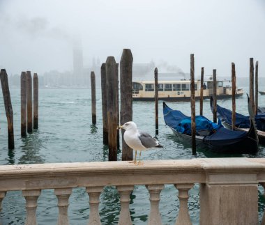 Venedik Kanalı 'nın sularındaki tahta sütunlara bağlı gondolların arkasındaki martı..