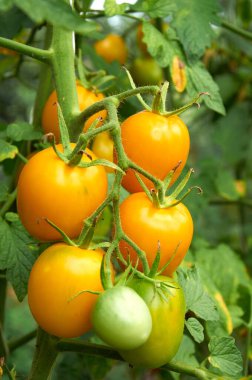 Sebze bahçesinde sarı domates büyüyen şube