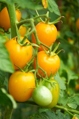 Sebze bahçesinde sarı domates büyüyen şube