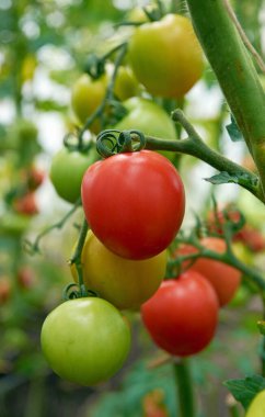Güzel kırmızı olgun domatesler bir serada büyüyor..