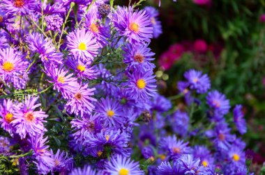 Menekşe novi-belgii makinesinin çalısı