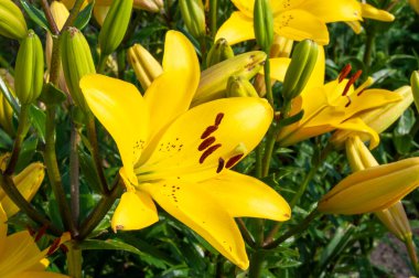 Bahçedeki büyük, güzel Lilium çiçekleri.