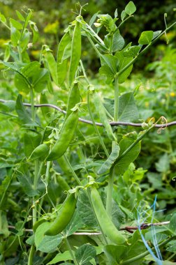 Sebze bahçesinde yetişmiş olgun kabuklu tatlı bezelye çalısı.
