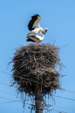 Mavi gökyüzü arkaplanındaki yuvadaki leylek çiftleşmesi