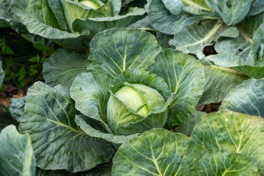 Bahçe yapraklarında yetişen taze lahana.