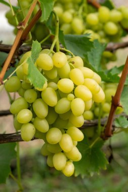 Sarmaşıkta yetişen olgun yeşil üzüm kümesi