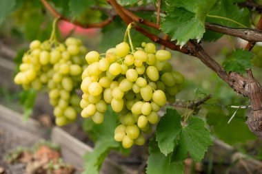 Sarmaşıkta yetişen olgun yeşil üzüm kümesi