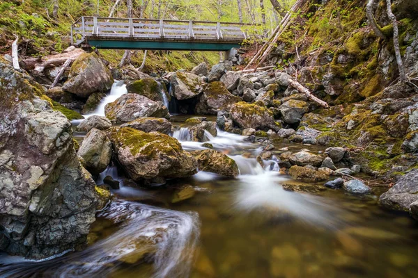 Ruta Senderismo Través Del Bosque Parque Provincial Uisge Ban Falls Imagen De Stock