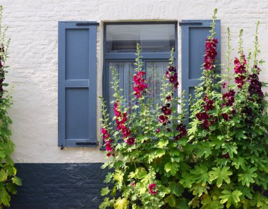 Güneşli bir Haziran günü, güneşli bir günde kırmızı ve bordo güller açan (Alcea rosea veya Althaea rosea) panjurlu ve beyaz renkli tuğla duvarlı geleneksel mavi pencereli Gable 'ın önünde.