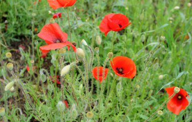 Yabani gelincikler veya papaver, ilkbaharda papaveraceae, seçici odaklanma