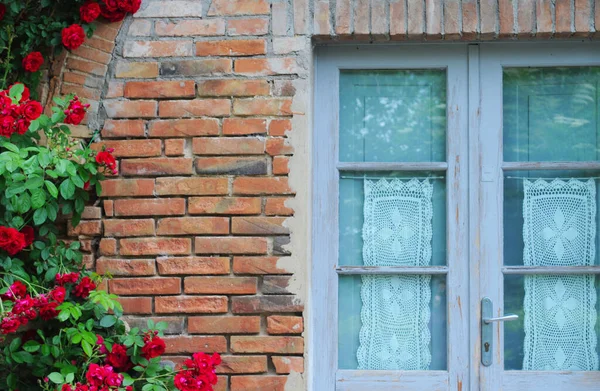 Turuncu Gri Tuğlalı Duvarda Çiçek Açan Kırmızı Tırmanma Gülü Rosaceae — Stok fotoğraf