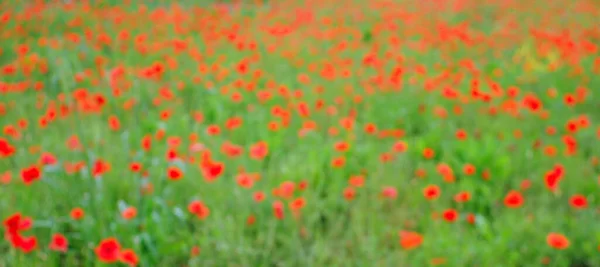 鮮やかな赤と緑のケシの牧草地 パパバー パパベヤシ 意図的にカメラでぼやけて 優れた自然背景とソーシャルメディアのヘッダーに便利です — ストック写真