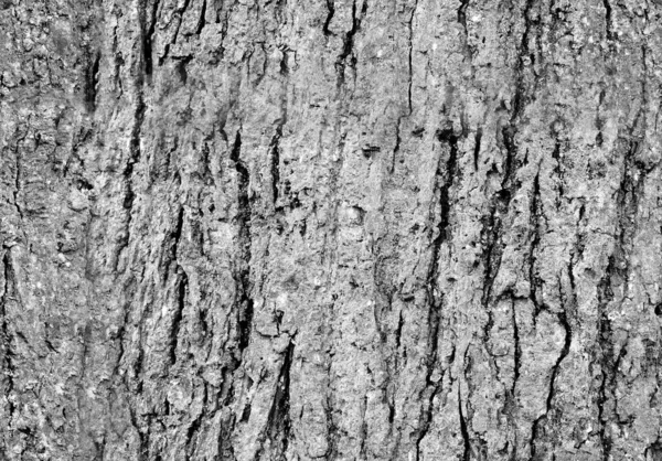 Nahtloses Bild Einer Monochromen Schwarz Weißen Baumbude Hervorragende Tapete Und — Stockfoto