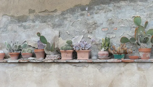 Stock image Old weathered flaked plastered stone wall with row of cactuses and succulents (including Sulcorebutia, Ancistrocactus and Echeveria) in various old terracotta plant pots