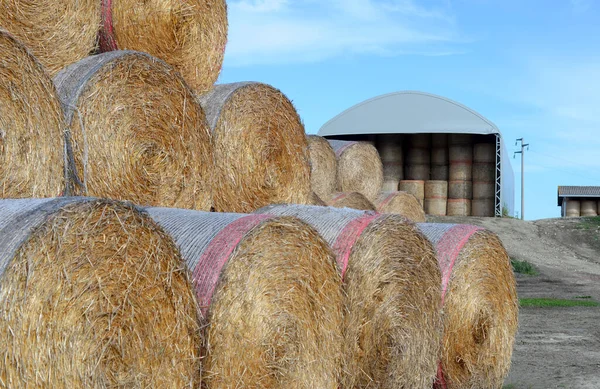 Pile Straw Bales Covered Pink Blue Plastic Barn Blue Sky — Stock Photo, Image