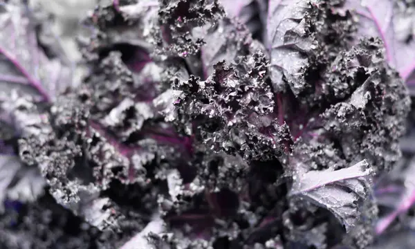 Organic purple kale in detail, vegetable or nature background, very selective focus