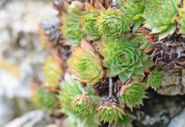 Eski bir duvarda normal ev hayvanları (sempervivum tectorum) veya gök gürültüsü yaprağı, bu sulu (crassulaceae ailesi) kuru ve güneşli bir ortamda en iyi yetişir. Seçici odak