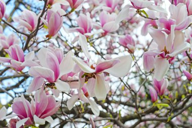İlkbaharda çiçek açan beyaz ve pembe manolya ağacı, seçici odaklanma