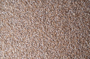 Foto food triticum dicoccum groats. Doku arkaplan tahılı triticum dicoccum Groats