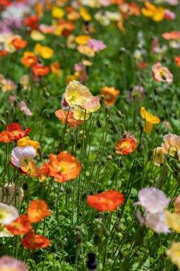 Haşhaş çiçekleri, bahar gününün ılık güneşinde hafifçe sallanan renklerin bir tayfını sergiler. Ziyaretçiler bu canlı bahçe ortamının güzelliğinin tadını çıkarıyorlar..