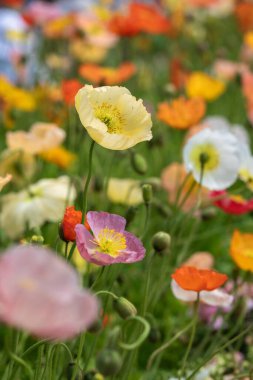 Parlak mavi bir gökyüzünün altındaki çayırı renkli çiçekler dolduruyor. Rüzgarda yavaşça sallanan çeşitlilik, açık havada bir bahar günü için mükemmel, canlı ve neşeli bir atmosfer yaratır..
