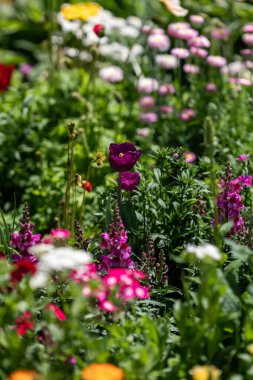 Bahçeyi rengarenk bahar çiçekleri kaplıyor. Laleler ve aslanejderhaları da dahil olmak üzere çeşitli çiçekler, ziyaretçileri doğanın güzelliğinin tadını çıkarmaya davet eden canlı bir sahne yaratır..
