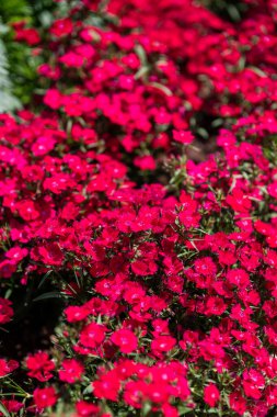 Bereketli bir bahçe parlak güneş ışığı altında açan kırmızı çiçeklerle doludur. Canlı yapraklar büyüleyici bir görüntü yaratıyor, kelebekleri kendine çekiyor ve neşe ve tazelik hissi uyandırıyor..