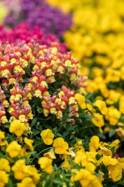 Renkli çiçekler canlı bir bahar bahçesinde canlı bir şekilde açar, pembe, sarı ve mor renkler sergilenir. Doğa bu güneşli mevsimde hayat ve güzelliklerle dolu neşeli bir sahne yaratır..