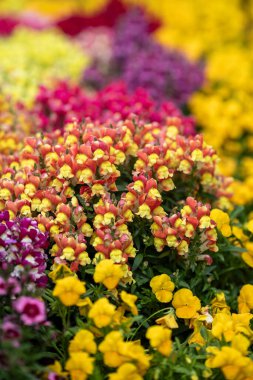 Canlı bir bahçe sarı, pembe ve mor tonlarında bir dizi çiçek sergiler. Her çiçek güneş ışığında gelişir, bahar zamanı doğal güzelliğin canlı bir sahnesini yaratır..