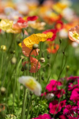 Canlı çiçekler, turuncu, sarı ve kırmızı tonlarda parıldayan taç yapraklarıyla güneşli bir bahçede gelişir. Hafif bir esinti çiçekleri sallıyor, dingin ve canlı bir manzara yaratıyor..