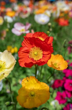 Renkli gelincikler canlı bir bahçenin ılık güneş ışığında hafifçe sallanırlar. Kırmızılar, sarılar ve pembeler baharın özü ve doğanın güzelliği ile dolu neşeli bir sahne yaratır..