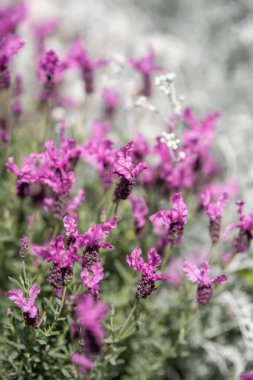 Canlı mor çiçekler, narin beyaz çiçeklerle çevrili meltemde hafifçe sallanıyor. Güneşli bir baharda, huzurlu bir bahçe doğanın güzelliğini yakalar..