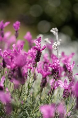 Sakin bir bahçede, mor lavanta çiçekleri rüzgarda hafifçe sallanıyor. Narin yaprakları güneş ışığını yakalayarak doğal renk ve kokularla dolu sihirli bir atmosfer yaratıyor..