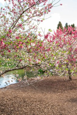 Sakin bir parkta, kiraz ağaçları pembe çiçeklerle dolup taşar. İnsanlar yakınlarda geziniyor, temiz bir gökyüzü altında doğanın güzelliğinin ve yakınlardaki bir derenin yumuşak seslerinin tadını çıkarıyorlar..