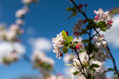 Kiraz çiçekleri parlak mavi gökyüzüne karşı narin pembe ve beyaz taç yaprakları sergiler.. 