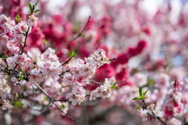 Canlı bir bahar bahçesinde, narin pembe ve beyaz çiçekler dalları süsler, güzel bir görüntü yaratır. Sıcak güneş doğanın rengarenk uyanışını nazikçe aydınlatır..