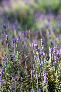 Sersemletici lavanta bitkileri tarlaya yayılıyor, canlı mor çiçekleri hafif bir esintide sallanıyor. Güneş ışığı manzarayı yıkıyor, huzurlu ve huzurlu bir atmosfer yaratıyor..