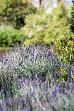 Uzun lavanta bitkileriyle dolu yemyeşil bir bahçe bahar rüzgarında hafifçe dans eder. Canlı mor çiçekler güneş ışığını yakalar ve yeşilliklerle çevrili rahatlatıcı ve güzel kokulu bir atmosfer yaratır..