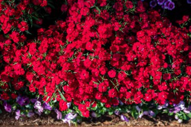 Yeşil yapraklar ve narin mor çiçeklerle çevrili parlak kırmızı çiçekler renklerle dolup taşıyor. Güneş ışığı parlıyor, hayat ve neşe dolu bu canlı bahçenin güzelliğini arttırıyor..