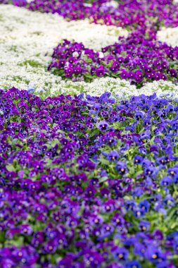 Canlı sarı laleler, mor ve pembe çiçek kümelerinin yanında dururlar. Baharda güneşli bir bahçede güzel bir çiçek dekoru oluştururlar..